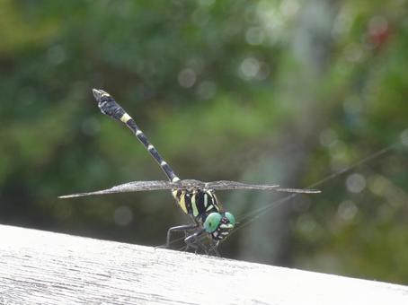 コオニヤンマ コオニヤンマ,トンボ,昆虫の写真素材