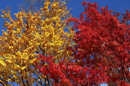 黄葉と紅葉の写真