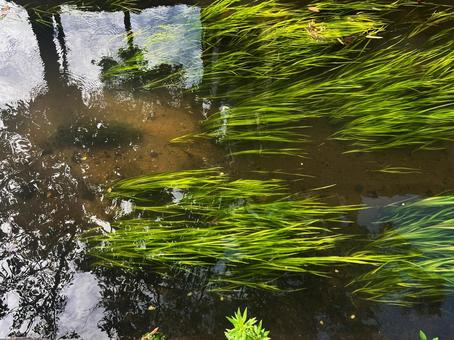 新発田川の水草 新発田川の水草 水草,ナガエミクリ,小川の写真素材
