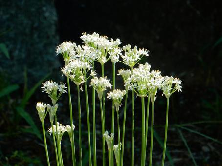 【花の写真】ニラの花 【花の写真】ニラの花の写真