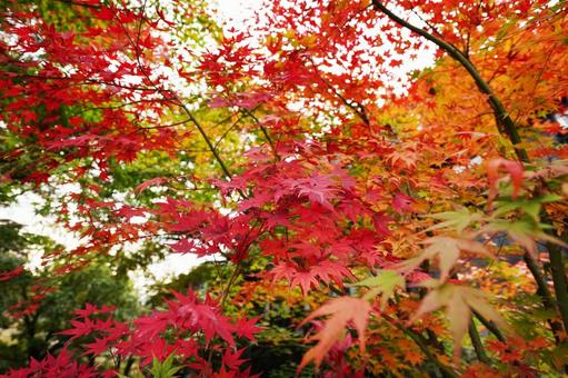 赤緑ツートンカラーのモミジ2 紅葉,モミジ,綺麗の写真素材