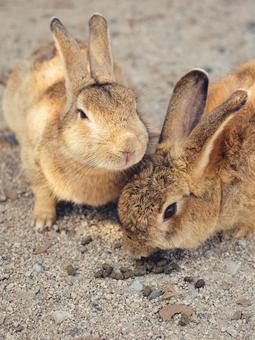 うさぎ 大久野島,うさぎ,うさぎ島の写真素材