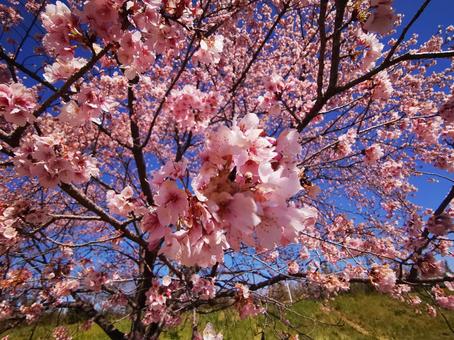 Photo, cherry blossoms, cherry-blossom viewing, spring, 