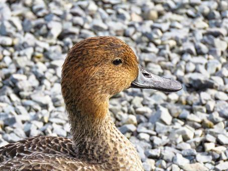 オナガガモのメスの横顔 オナガガモのメスの横顔 オナガガモ,野鳥,水鳥の写真素材