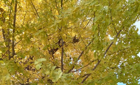 紅葉したイチョウの木 イチョウの木,紅葉,秋の写真素材