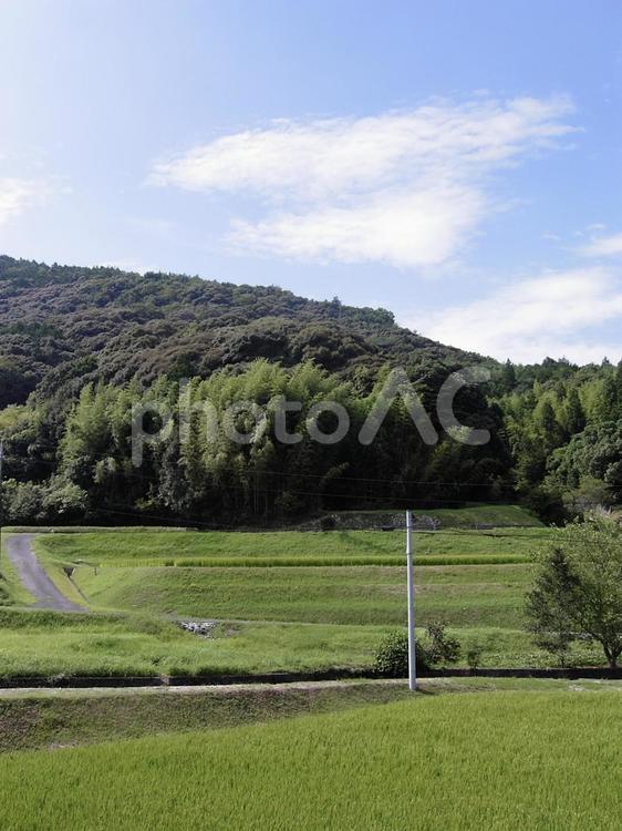 とある田舎の夏景色 田んぼ,農業,ふるさとの写真素材