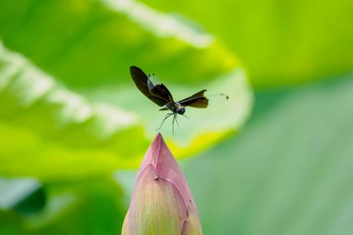 Butterfly dragonfly(32), JPG Butterfly dragonfly(32), JPG