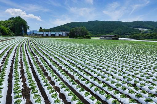 信州菅平高原に広がる広大なレタス畑 レタス,レタス畑,野菜の写真素材