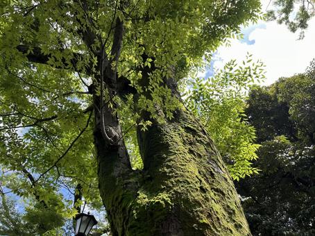 森の木 森の木の写真