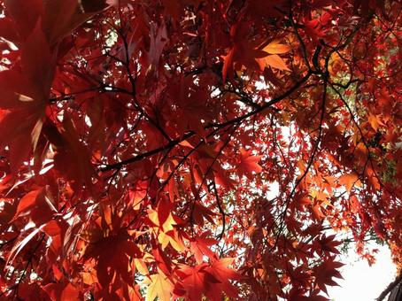 紅葉 紅葉の写真