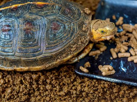 Photo, chinese box turtle, box turtle, turtle, 