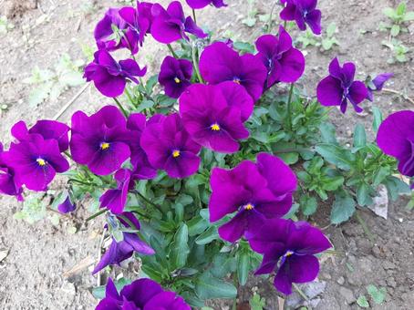 花 花の写真