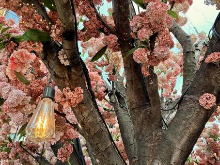 ピンク色の紫陽花 ピンク色の紫陽花の写真