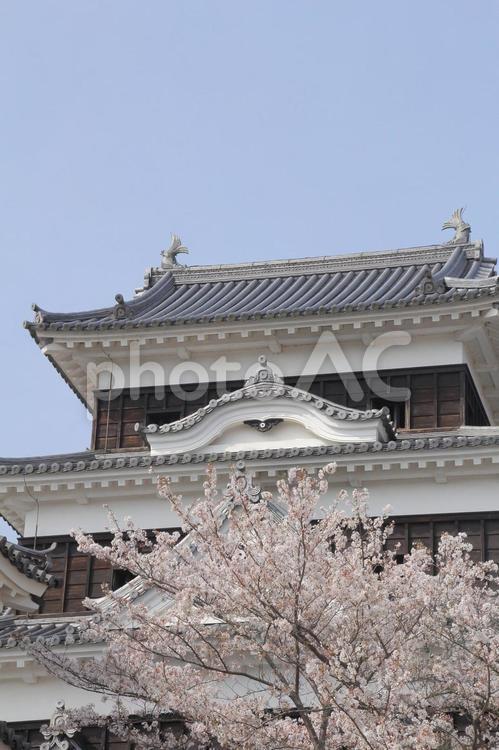 愛媛県　大洲城と桜 大洲城,桜,さくらの写真素材