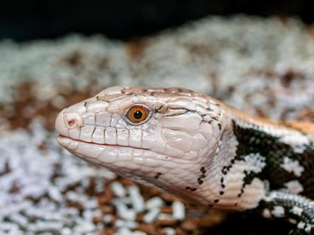 アオジタトカゲのアップ アオジタトカゲのアップの写真