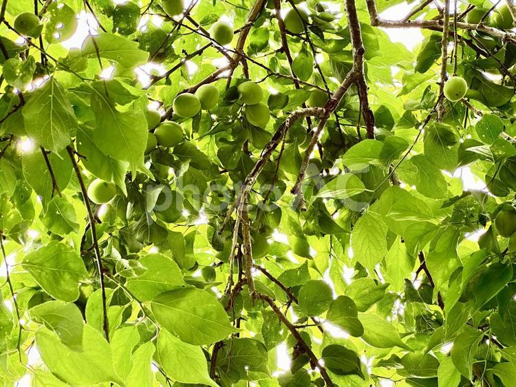 梅の実と葉 梅,梅の実,自然の写真素材