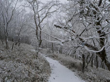 十枚山の霧氷 十枚山の霧氷 十枚山,南部町,静岡市の写真素材