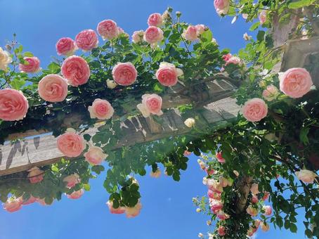 バラ バラ バラ,ピンク,花の写真素材