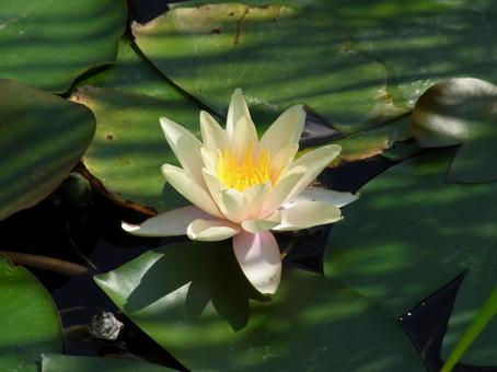 Milky white water lilies blooming in a park pond, JPG Milky white water lilies blooming in a park pond, JPG