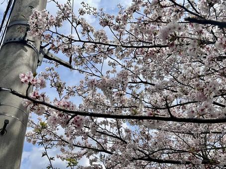 桜 電柱 桜 電柱の写真