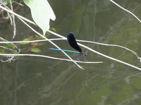小枝に止まるハグロトンボ 小枝に止まるハグロトンボの写真