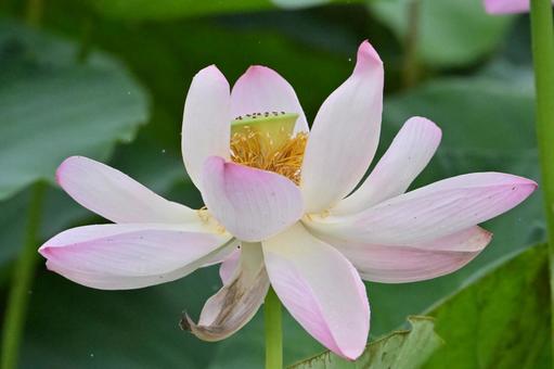 蓮の花 蓮の花の写真