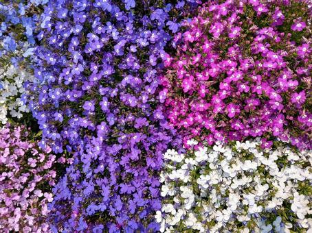 Moss phlox, JPG