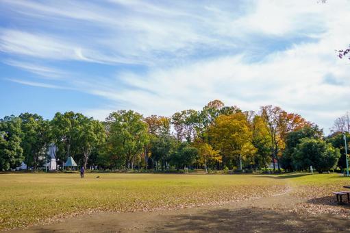 紅葉した公園の木々 風景,秋,自然の写真素材