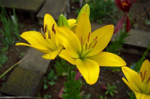 季節の花599 季節の花599の写真