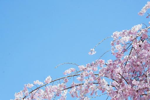しだれ桜 枝 青空 しだれ桜 枝 青空 の写真
