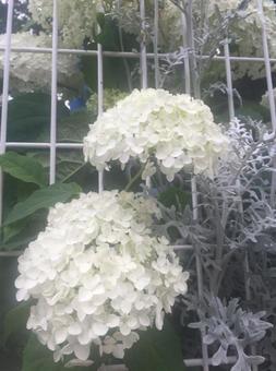 紫陽花　アメリカノリノキ　アナベル 白い花,花,垣根の写真素材