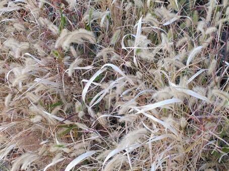 枯れ草 草,枯れ草,植物の写真素材