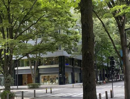木々 新緑 通り 木々 新緑 通り 木々,新緑,通りの写真素材