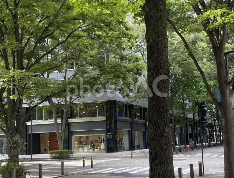 木々　新緑　通り 木々,新緑,通りの写真素材