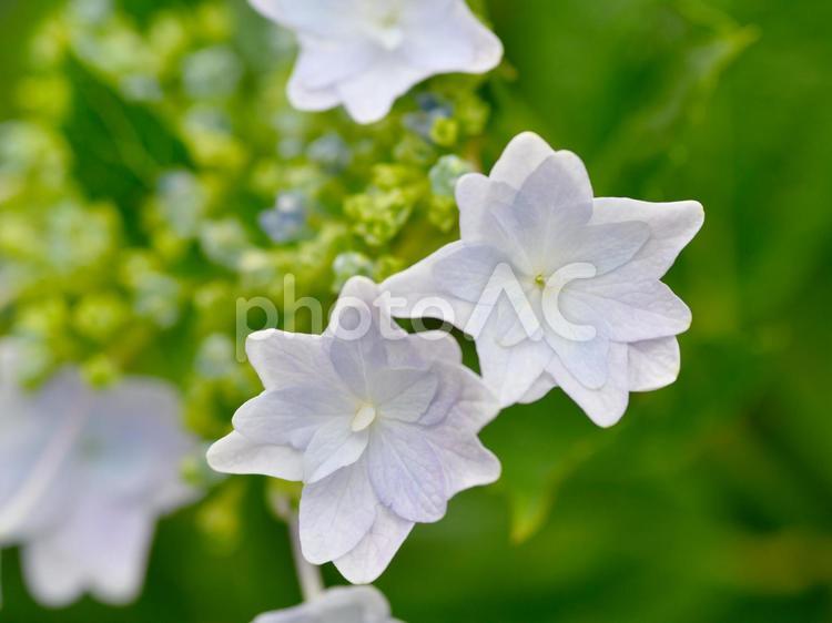アジサイ アジサイ,紫陽花,花の写真素材