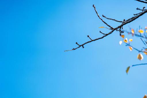 Photo, no person, plant, flower, 