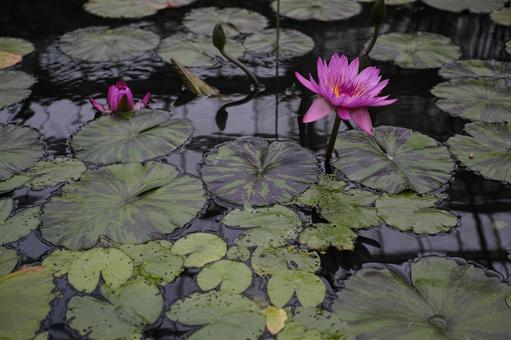 花鳥園 29 花鳥園 29の写真