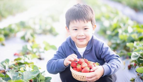 いちご狩り 苺畑でイチゴを摘む男の子 いちご狩り 苺畑でイチゴを摘む男の子の写真