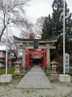 若木神社の鳥居と参道 若木神社の鳥居と参道 神社,鳥居,若木神社の写真素材