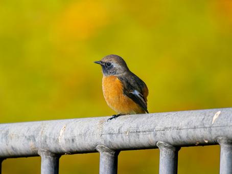 柵にとまるジョウビタキのオス・ジョビオ ジョウビタキ,ジョビオ,鳥の写真素材