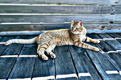 デッキでくつろぐ猫 デッキでくつろぐ猫 ネコ,茶トラ,デッキの写真素材