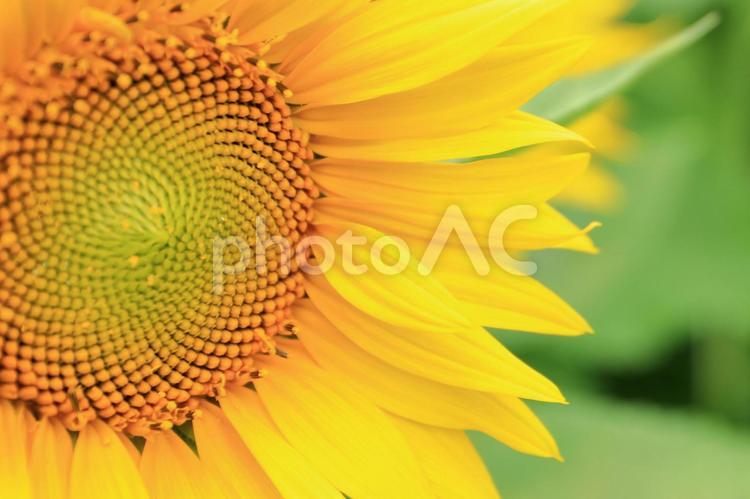 真夏のひまわり ひまわり,向日葵,ヒマワリの写真素材