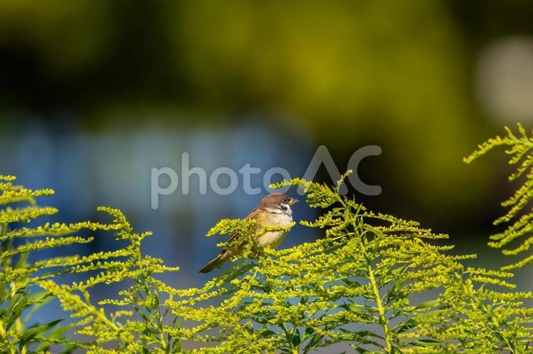 枝にとまるスズメ・雀 スズメ,雀,鳥の写真素材