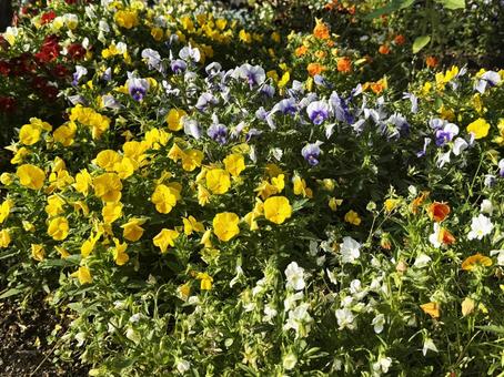 寄せ植え 寄せ植え,花,花園の写真素材