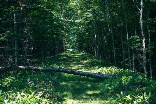 A fallen tree deep in the forest, JPG