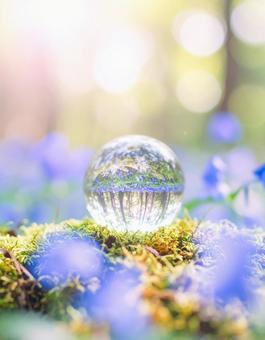 水晶玉/苔と青い花の森 水晶玉/苔と青い花の森の写真