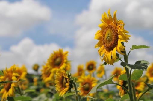 ひまわりと空 夏,花,ひまわりの写真素材