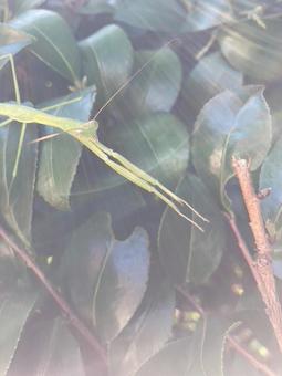 のびのび カマキリ,伸び,ひかりの写真素材