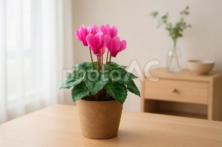 鮮やかに咲くシクラメン シクラメン,鉢植え,観葉植物の写真素材