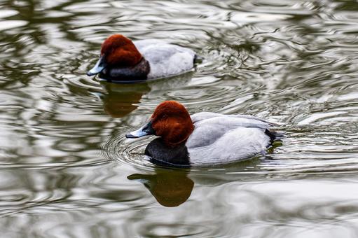 Two Dusky Pochards, JPG Two Dusky Pochards, JPG